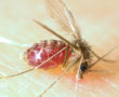 Lutzomyia_longipalpis-sandfly