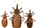 Species of kissing bugs found in the US. Curtis-Robles et al., CC BY 4.0 , via Wikimedia Commons