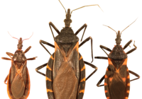 Species of kissing bugs found in the US. Curtis-Robles et al., CC BY 4.0 , via Wikimedia Commons