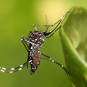 Wolbachia to the rescue – reducing dengue just like a COVID-19 vaccine