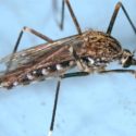 Traditional surveillance approaches in collaboration with citizen science improves the known distribution of invasive Aedes japonicus in Spain