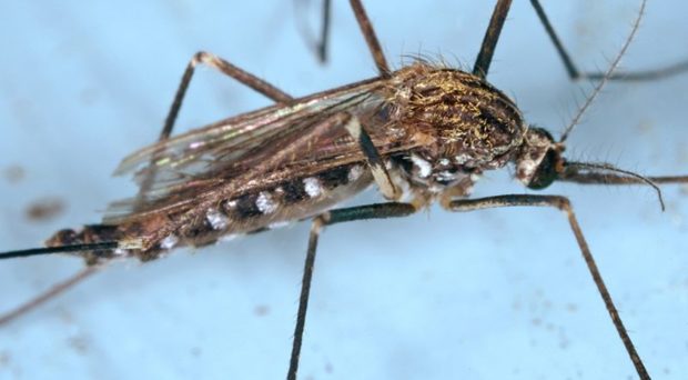 Aedes japonicus adult mosquito. Source: James Gathany, CDC, Public Domain.