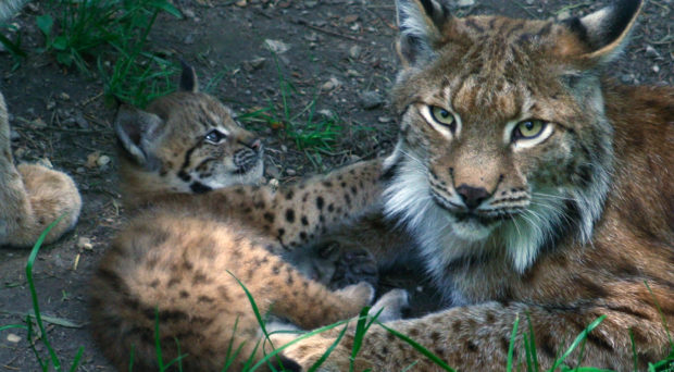 Juvenile and mother lynx. Photo Credit Richard Hilber under Creative Commons licence.