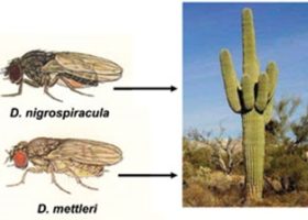 Drosophila spp. that feed on cacti in the Sonoron desert. Source: https://steemit.com/stem-espanol/@hogarcosmico/barreras-reproductivas-mar-ecologico-o-habitat