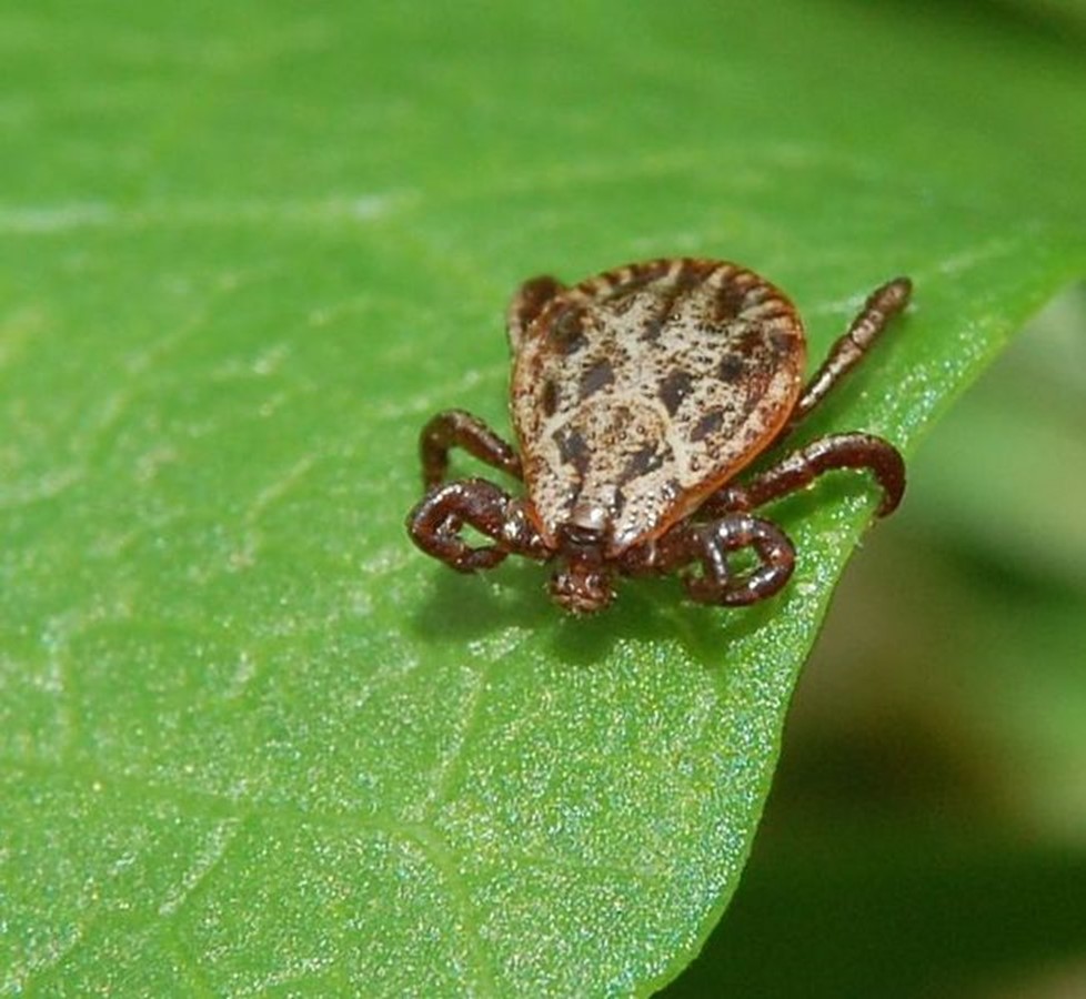 For the love of dog(s): Current distribution of the ornate dog tick in the Czech Republic - BugBitten - BMC Blogs Network