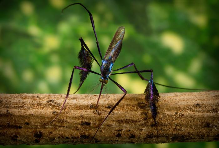 Does the jewel of mosquitos come with a price? - Vimarsana News