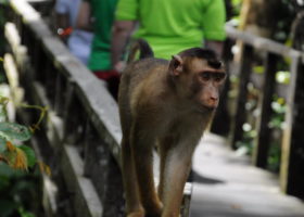 pig tailed macaque on a wooden railing