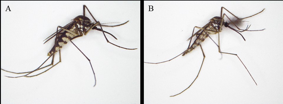 Armigeres subalbatus, a potential vector for Zika virus - BugBitten