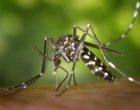 1087px-CDC-Gathany-Aedes-albopictus-1