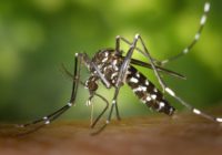 1087px-CDC-Gathany-Aedes-albopictus-1