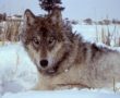 440px-Yellowstone-wolf-17120