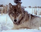 440px-Yellowstone-wolf-17120