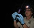 Biologist removing bat from mist net