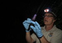 Biologist removing bat from mist net