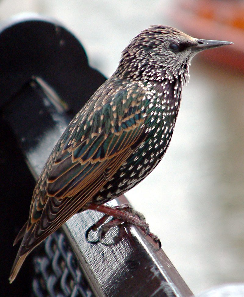Photograph of a Common Starling (''Sturnus vulgaris'') - an immature female apparently Taken by user PaulLomax in London. Copyright asserted - [http://www.paullomax.org/photography/ contact him] for other licensing