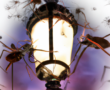 Mosquitoes buzzing around a city light – created by DALL-E