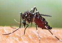 Aedes albopictus Mosquito. Super macro close up a Mosquito sucking human blood