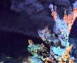 Deep-sea Hydrothermal Vent