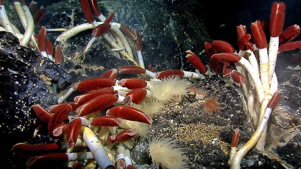 Photo of one of the largest concentrations of Riftia pachyptila observed, with anemones and mussels colonizing in close proximity. From the 2011 NOAA Galapagos Rift Expedition.