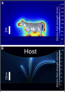 A cow rendered as a 3D model calculating focal points of static (in the extremities). Bottom panel shows arcs of static charge from a grounded plant to the cow model.
