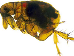 Close-up of a flea with dark growths clearly visible inside the abdomen throught the translucent body