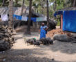 Pig husbandry in India (Goa)