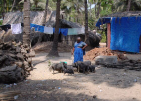 A woman in a blue sari stands over a family of pigs that are feeding form a bowl over the ground.