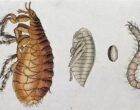 A dog flea (Ctenocephalides canis): adult, pupa, egg and larva