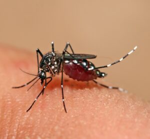 aedes mosquito bloodfeeding