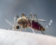mosquito drinks blood out of man