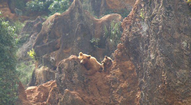 The image shows a rocky yet verdant landscape with a large brown bear drapped over a rock and looking at the camera whilst heryoung cub holds on to another rock near hear, gnawing it.