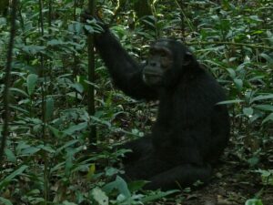 A chimpanzee sitting in a forest.