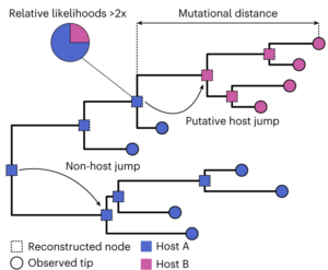 A phylogeny of virus evolution, showing ancestral nodes from which the maximum likelihood ancestral host species can be estimated, thereby inferring where host jumps occur.