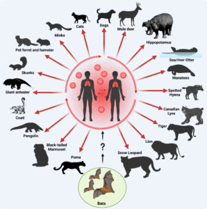 The numerous species that can be infected with Covid from humans, from giant anteaters to pumas to manatees to dogs.