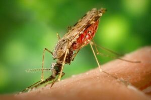 anopheles mosquito bloodfeeding