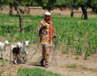 An African lady, with her face turned to the side facing the camera, in colourful head scarf and clothes walks her 4 black and white goats on a lead down a path in a village.