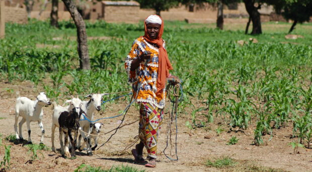 An African lady, with her face turned to the side facing the camera, in colourful head scarf and clothes walks her 4 black and white goats on a lead down a path in a village.