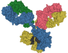 IgG1 antibody crystal structure coloured