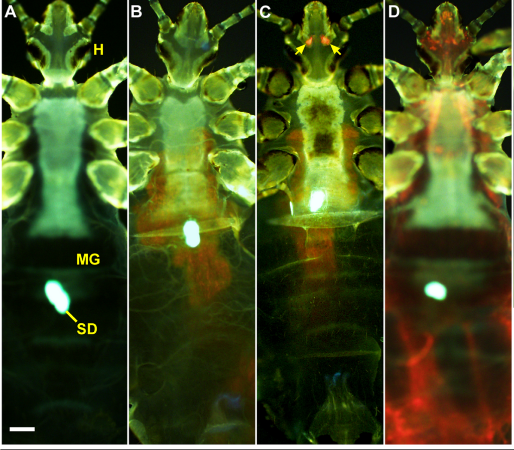 Fluorescence photo showing the locations of Y pestis bacteria, in the midgut, in the glands, or in the abdomen