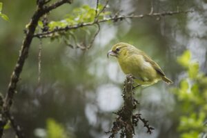 By Zach Pezzillo, Maui Forest Bird Recovery Project - Original work taken in The Nature Conservancy's Waikamoi Preserve by the Maui Forest Bird Recovery Project., CC BY-SA 4.0, https://commons.wikimedia.org/w/index.php?curid=102863173