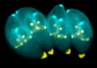 Toxoplasma_gondii (1)