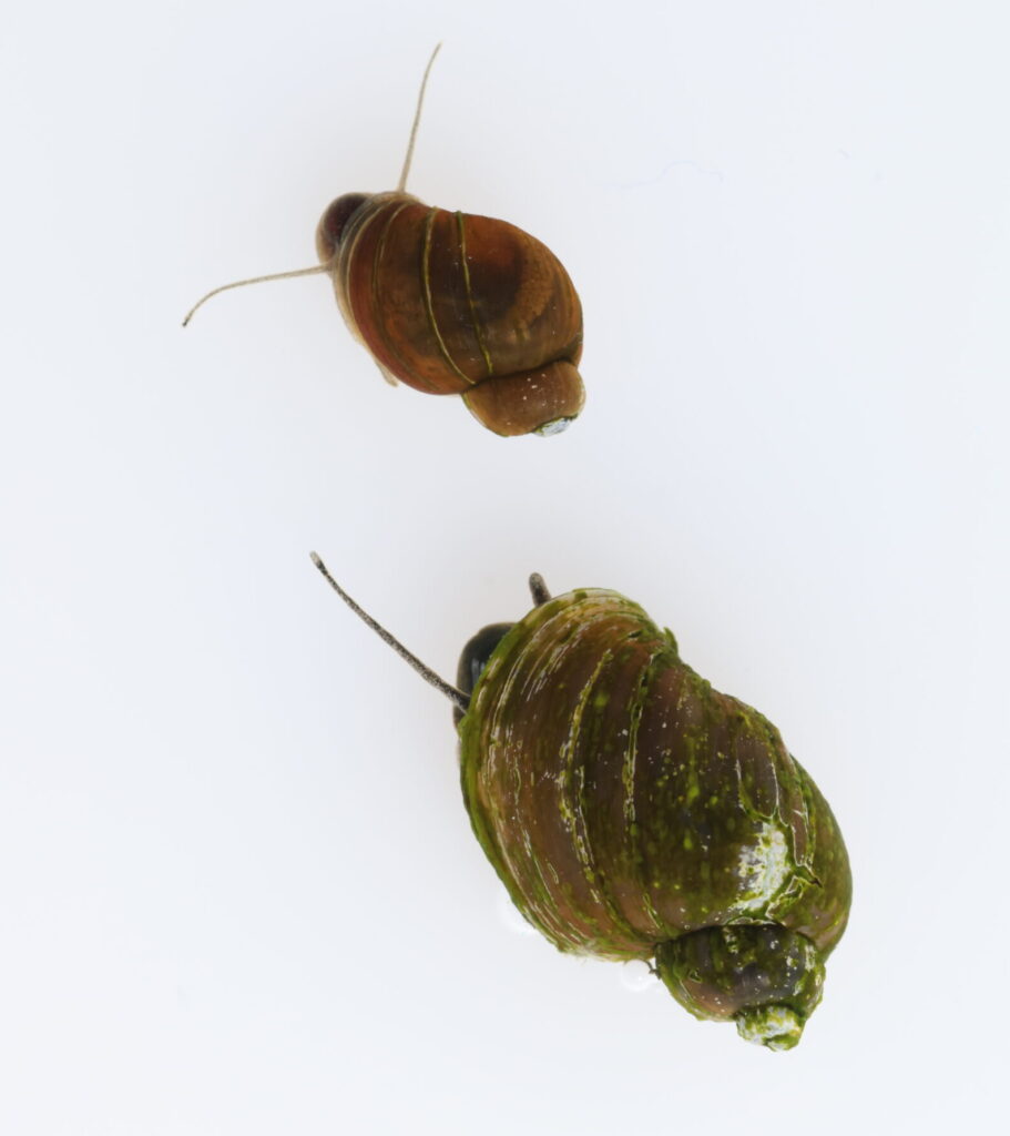 Two brown aquatic snails.