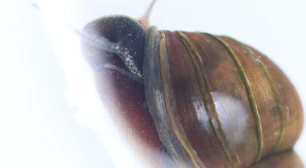 A photo of a brown aquatic snail.