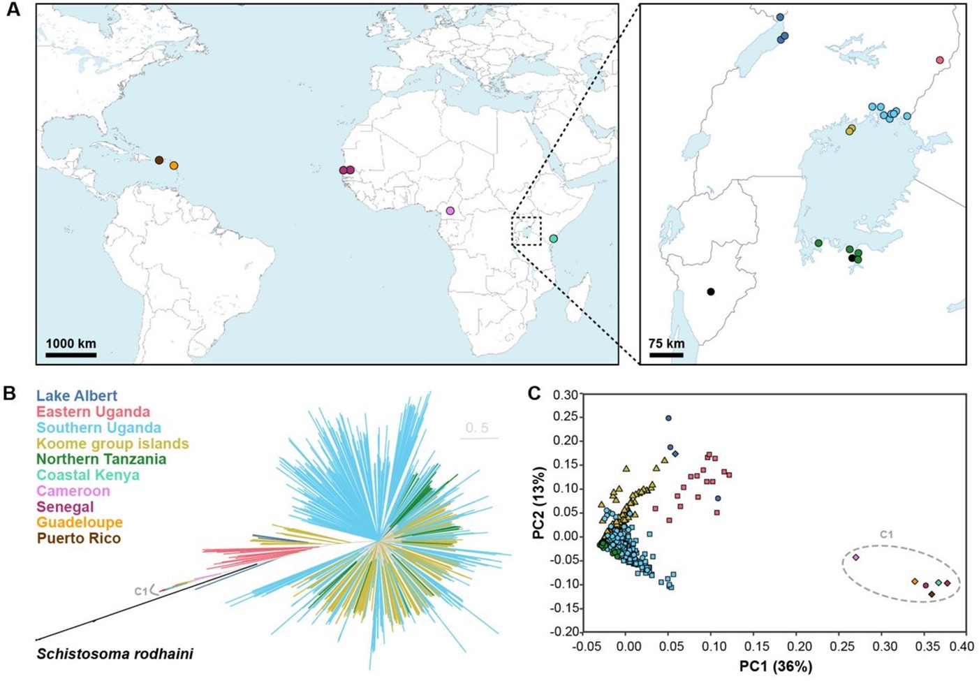 Sampling locations of 570 Schistosoma mansoni and 4 S. rodhaini miracidia (A), and population structure as shown by a phylogenetic tree (B) and PCA (C). Modified from Berger et al., 2024.