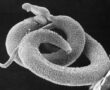 Schistosoma_mansoni2