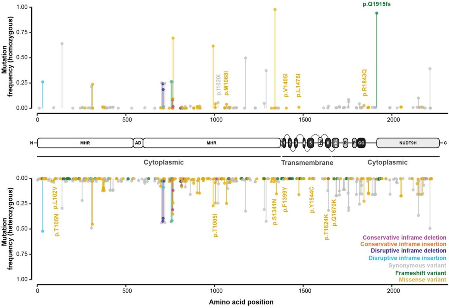 Genetic variation across the gene encoding the TRPMPZQ channel in Schistosoma mansoni.