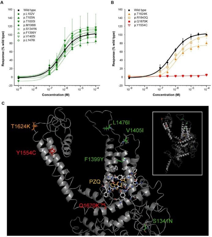 Assessing the functional outcomes of identified mutations in the TRPM channel. Changes to PZQ sensitivity compared to the 'wild-type' TRPM (A and B), and 3D protein model of TRPM transmembrane regions highlighting functionally important mutations (C). Source: Berger et al., 2024