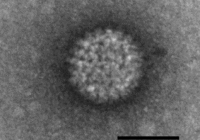 Bluetongue_virus