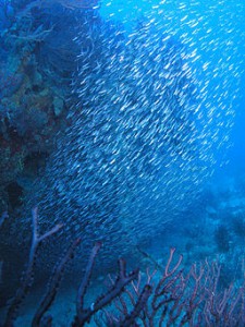 Fish_school image credit: wikimedia, Matthew Hoelscher