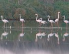 Flamingos feeding in the ponds of a salina in Figueira da Foz